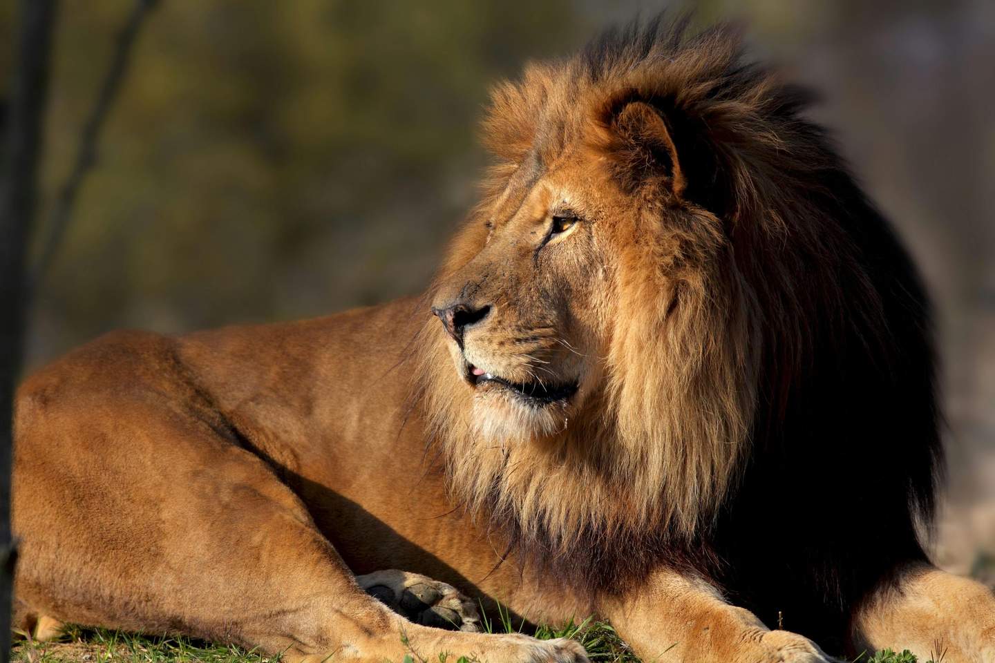 A lion with a large mane lies on grass, gazing to the side, set against a blurry, natural background.