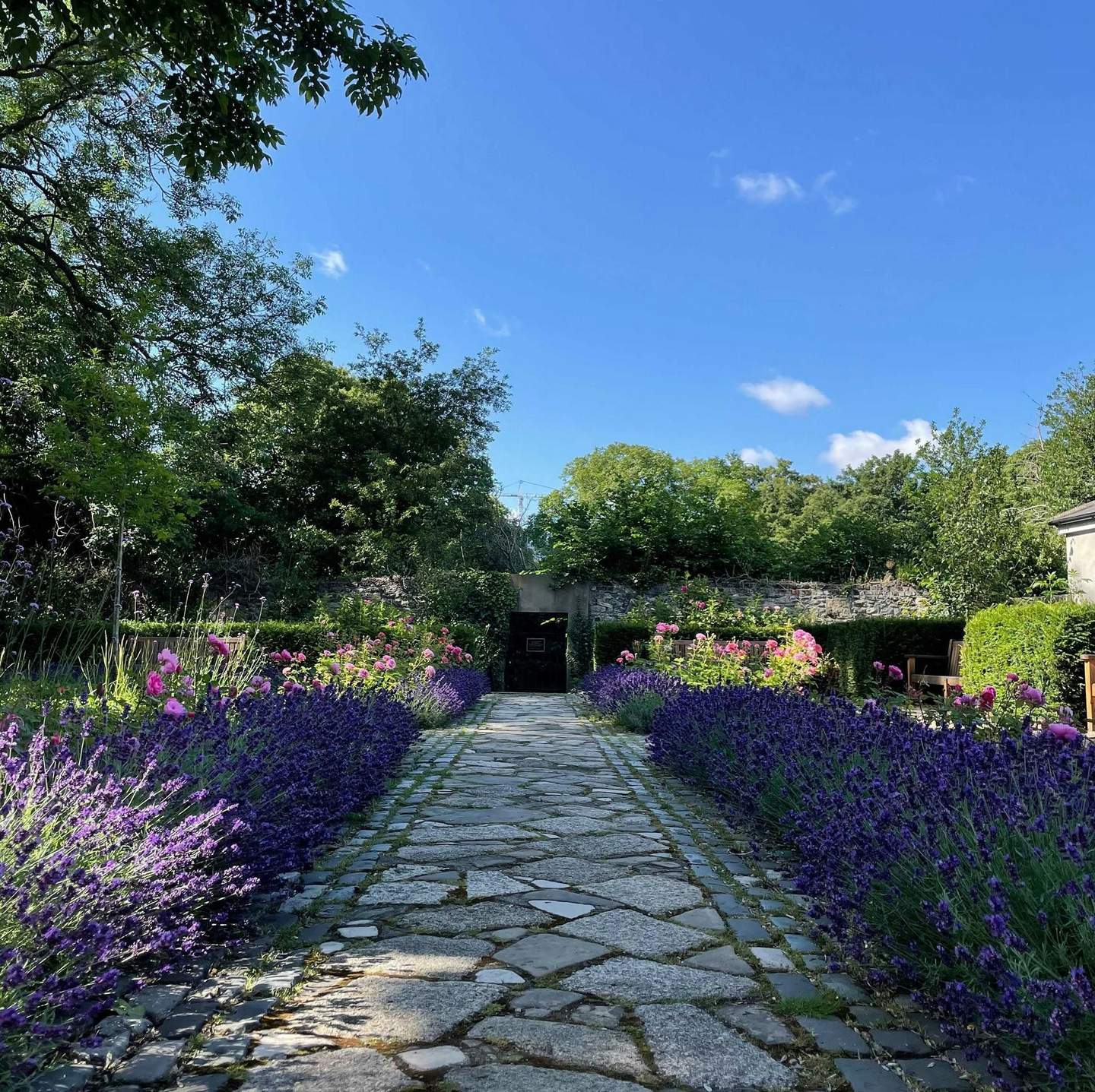 A stone path flanked by purple and pink flowers leads through a garden with lush greenery under a clear blue sky.