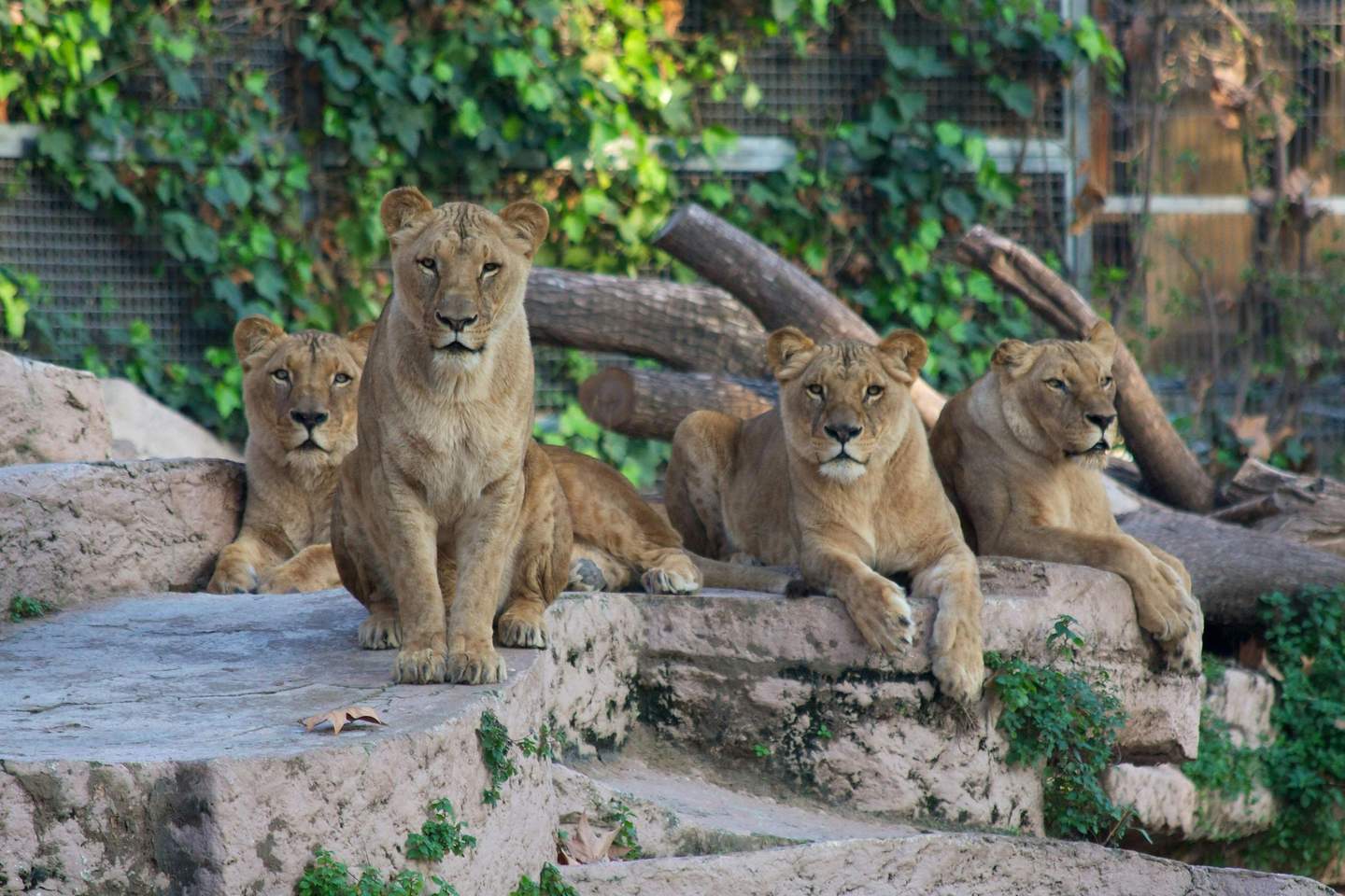 Targeta de la ciutat per a Parc Zoològic de Barcelona (Barcelona) Quatre lleons descansen sobre unes escales rocoses amb un rerefons de vegetació i una tanca.