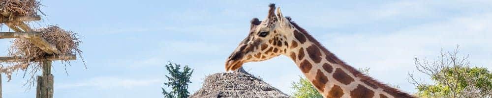 A giraffe stands outdoors near a thatched roof and wooden structure with nests, under a clear blue sky.
