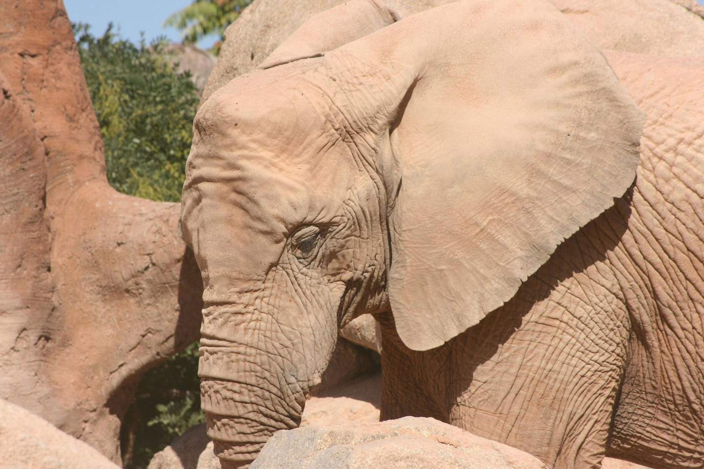Close-up of an elephant's face and ear with textured skin, against a backdrop of rocks and greenery.