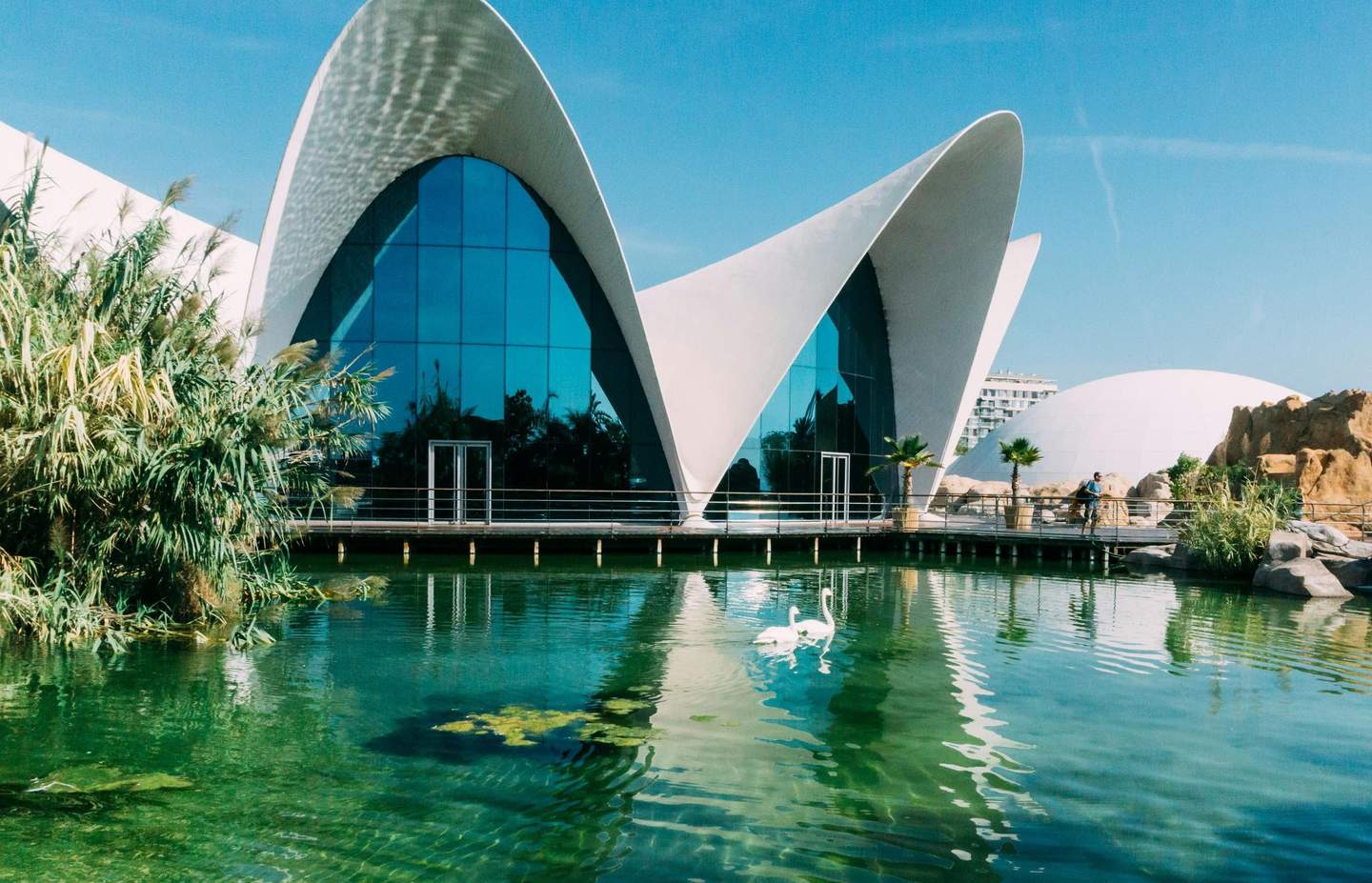 A modern building with curved white arches reflected in a green pond with two swans and lush vegetation nearby.