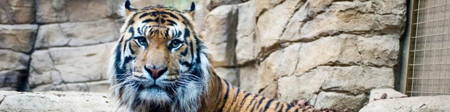 London Zoo A tiger lying on stone ground in front of a rocky wall, staring directly ahead.