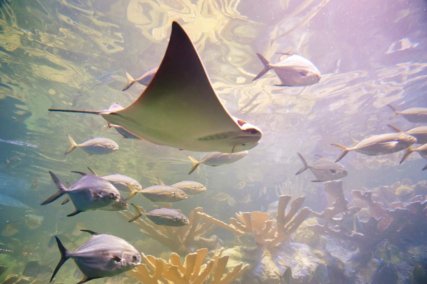 A stingray swims among several fish near a coral reef in a well-lit underwater scene.