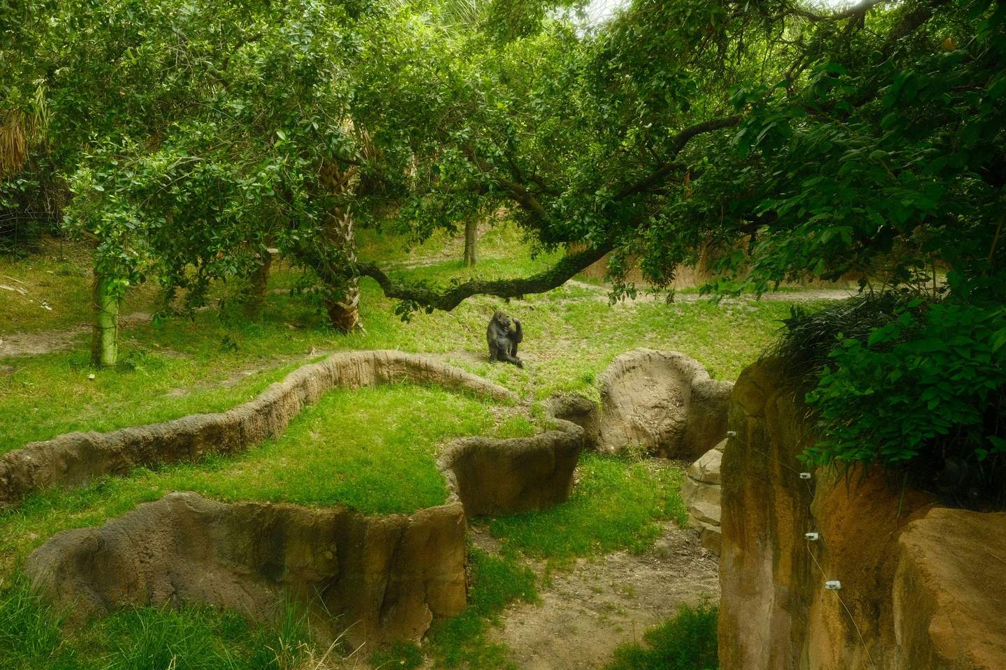 Houston Zoo City Card (Houston) A gorilla sits under a tree in a grassy, enclosed zoo habitat with rocks and greenery.