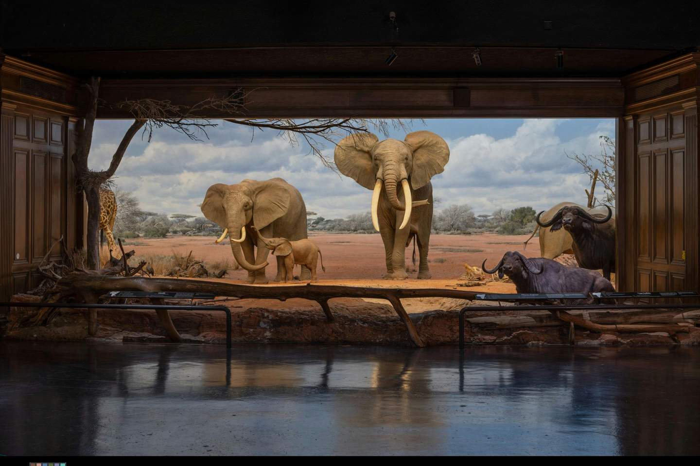 Two large elephants and a calf stand in a museum diorama, with other animals and savannah backdrop visible.