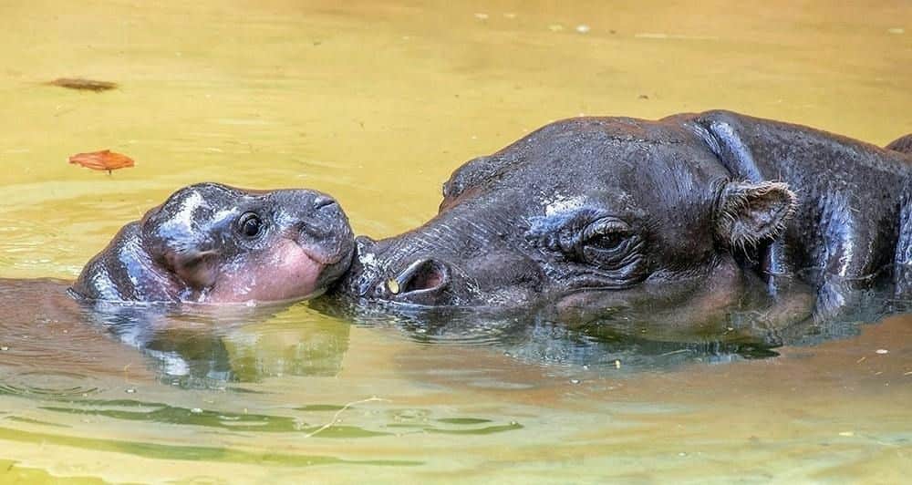 Zoo Miami Un cucciolo di ippopotamo e un ippopotamo adulto nuotano vicini nell'acqua torbida.