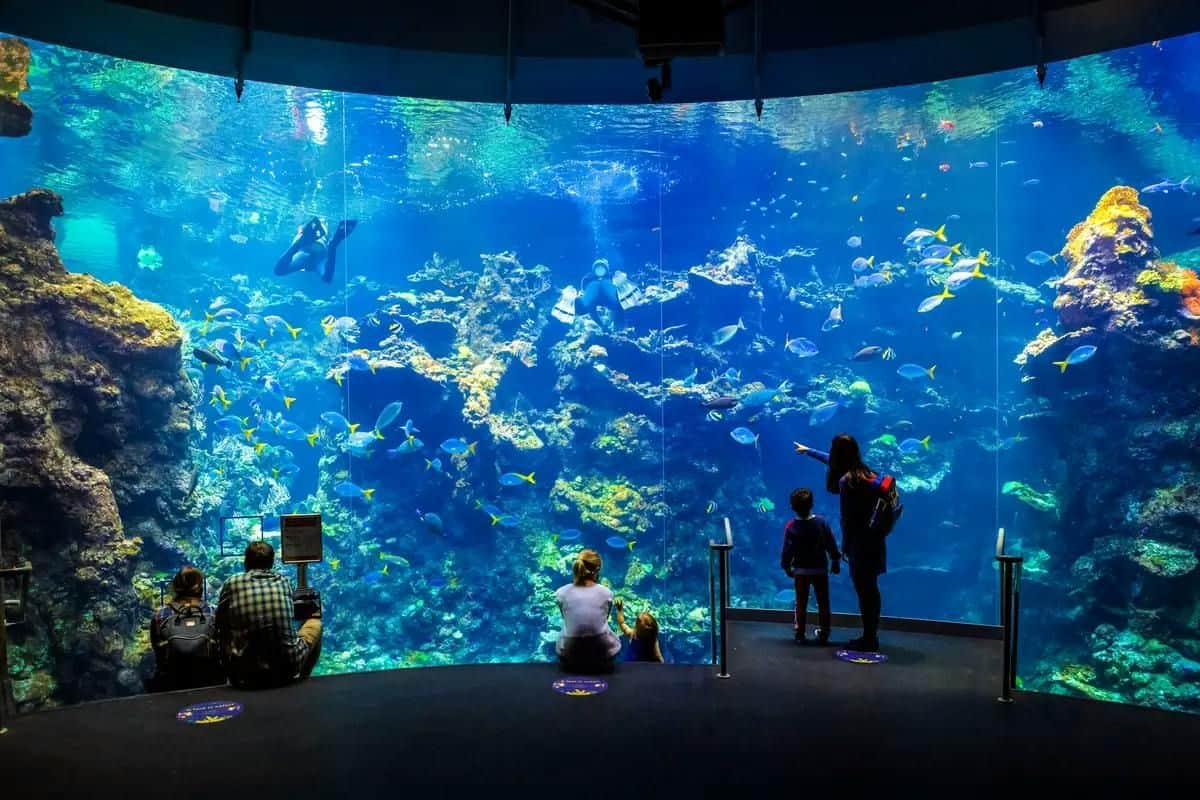 People watch a large aquarium tank with colorful fish, corals, and a diver swimming inside.