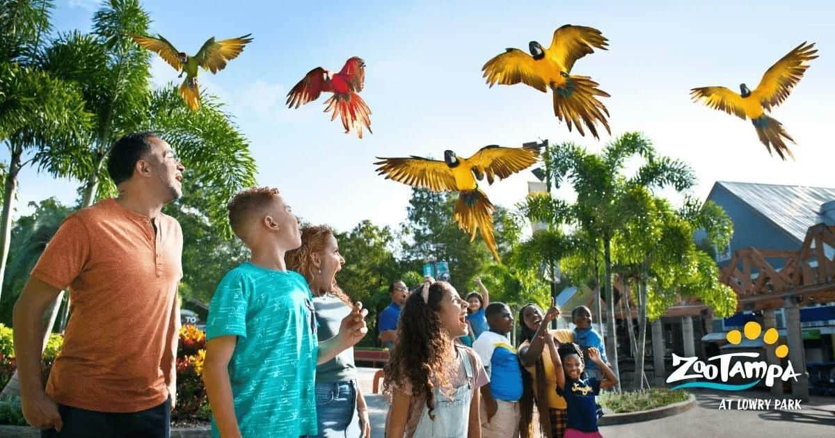 ZooTampa at Lowry Park City Card (Tampa) A group of people looking up at colorful parrots flying, surrounded by trees and structures with a logo reading "ZooTampa."