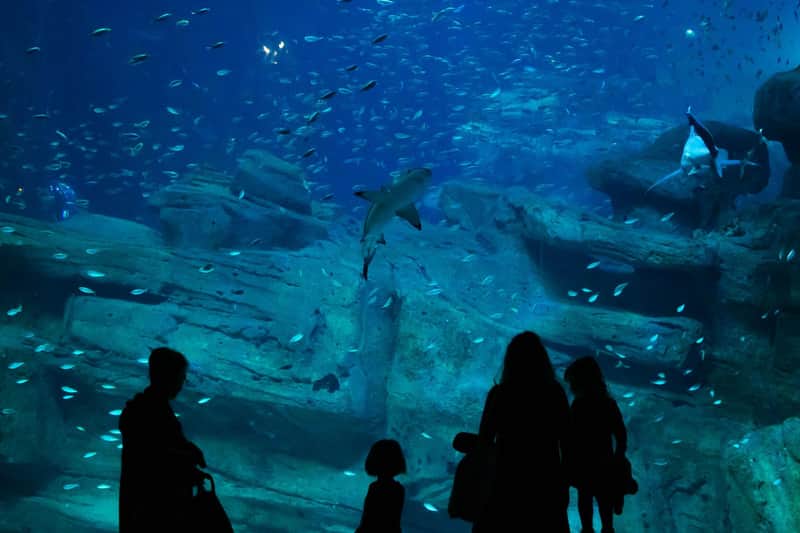 Silhouetted people observe a large aquarium filled with fish, rocks, and a shark.