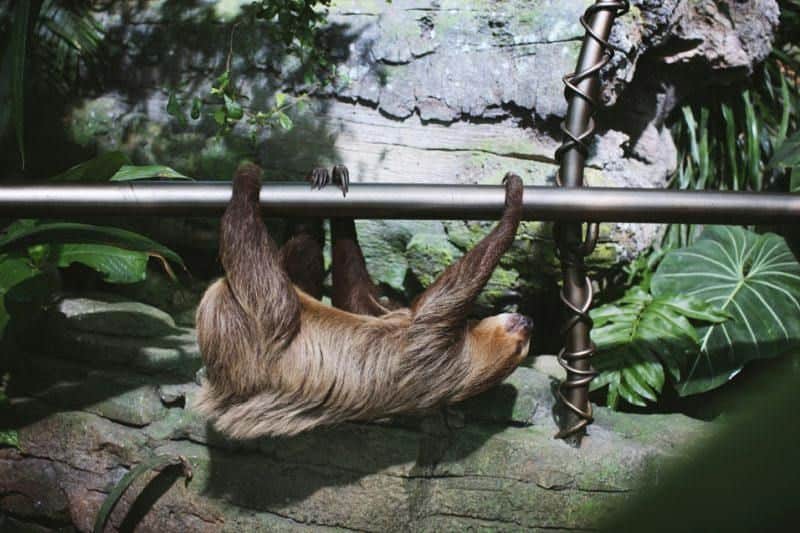 A sloth hangs upside down from a horizontal metal pole in a lush, green environment with large leaves and rocks.