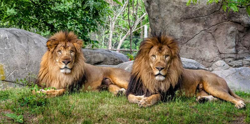 Two male lions with thick manes rest on the grass, surrounded by rocks and greenery.