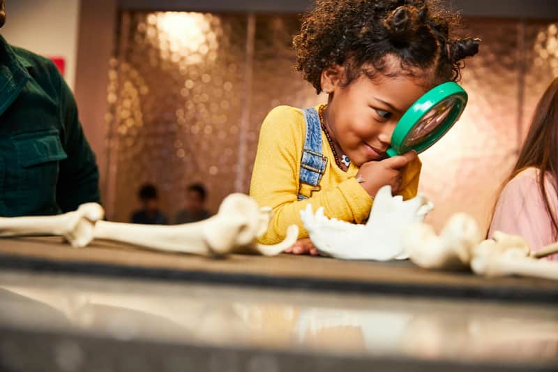 A child examines animal bones with a large green magnifying glass in a museum. Other children are slightly visible in the background.