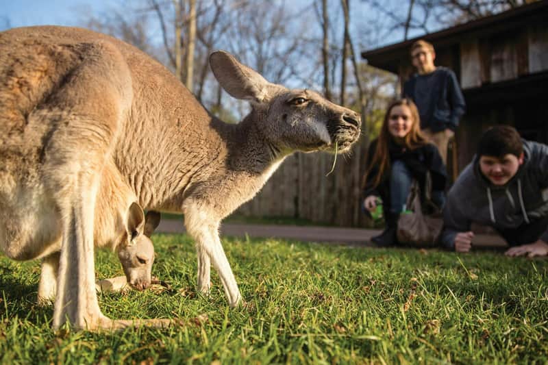 A kangaroo and its joey graze on grass while three people watch nearby, crouched on a grassy area next to a wooden building.