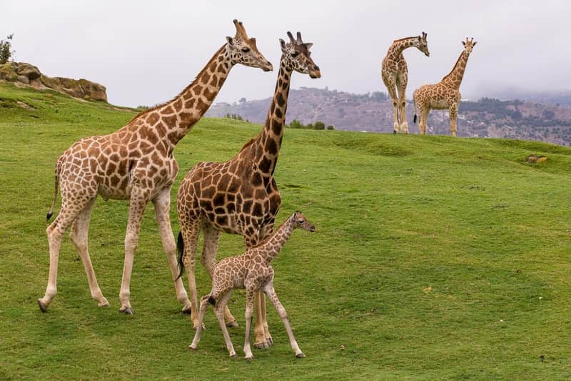 San Diego Zoo Safari Park
