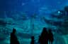 Silhouetted people observe a large aquarium filled with fish, rocks, and a shark.