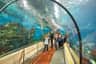 Les visiteurs traversent un tunnel sous-marin dans un aquarium, entourés de poissons et de coraux, certains se déplaçant en poussette.