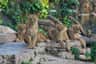 Quatre lions se reposent sur des marches rocheuses, sur fond de verdure et de clôture.