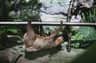 A sloth hangs upside down from a horizontal metal pole in a lush, green environment with large leaves and rocks.