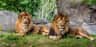 Two male lions with thick manes rest on the grass, surrounded by rocks and greenery.