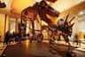 The Dueling Dinos of NHM