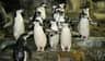 Central Park Zoo City Card (New York) A group of penguins standing on rocky ground, some with wings extended, in an indoor environment.